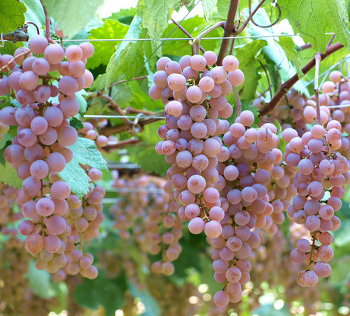 Selected specialty of YAMANASHI and wines